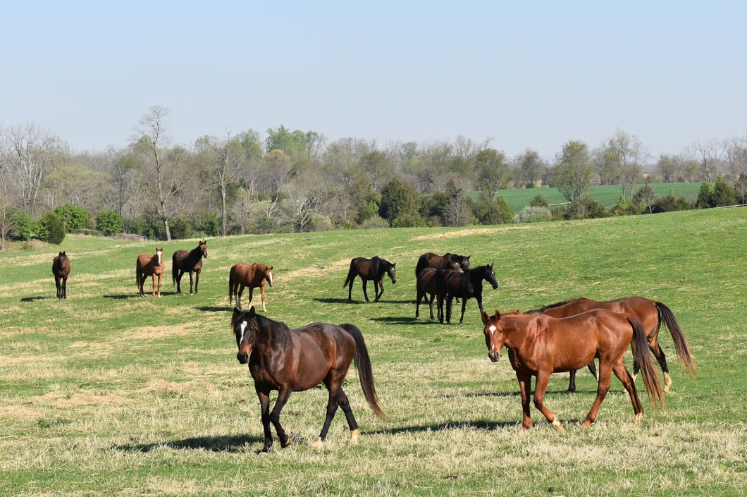 Spring-fields-in-Virginia-